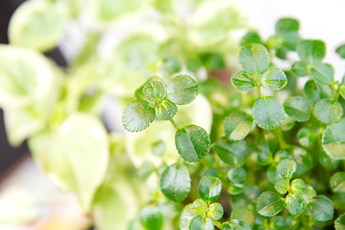 hair salon Re:search (ヘアサロン リサーチ) ディスプレイ 観葉植物